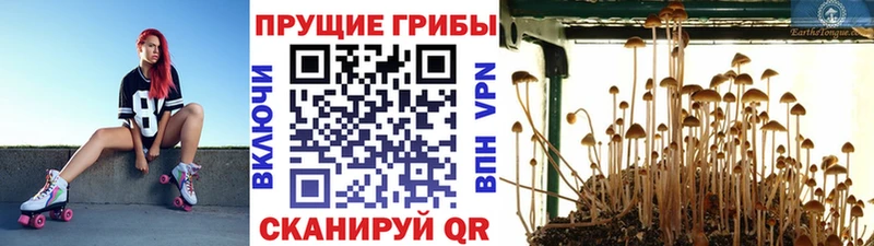 купить закладку  Черногорск  Галлюциногенные грибы MAGIC MUSHROOMS 